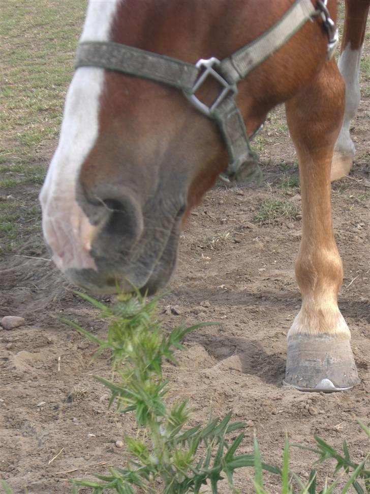 New Forest Tony<3 billede 19