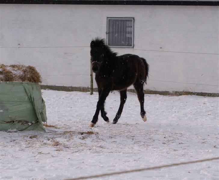 DSP Ågård's Bambino - Bamse viser lige hvordan en rigtig hingstebasse skal trave(:? billede 12