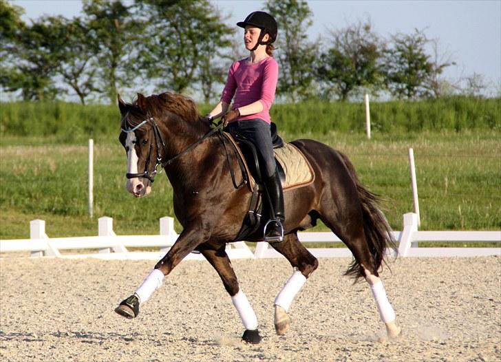 DSP Marchi  ESPH A-pony *pension* - smækker lækker billede 1