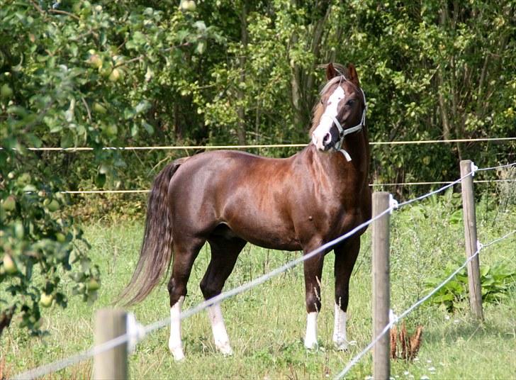 DSP Marchi  ESPH A-pony *pension* - min over dejlige hingt billede 2