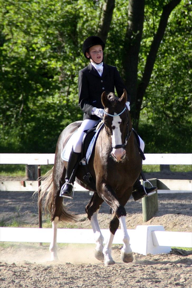 DSP Marchi  ESPH A-pony *pension* - PRi 69% billede 4