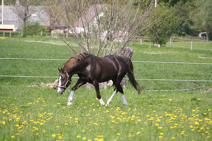 DSP Marchi  ESPH A-pony *pension* - Smuk Bamse :)  billede 7