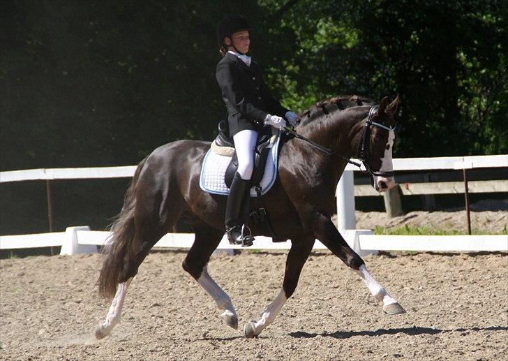 DSP Marchi  ESPH A-pony *pension* - stræk marchi næsten 70 i prt og vinder billede 8