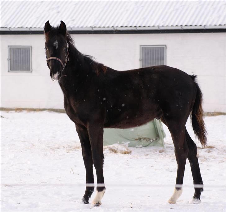 Dansk Varmblod Ågård's Cristo billede 12