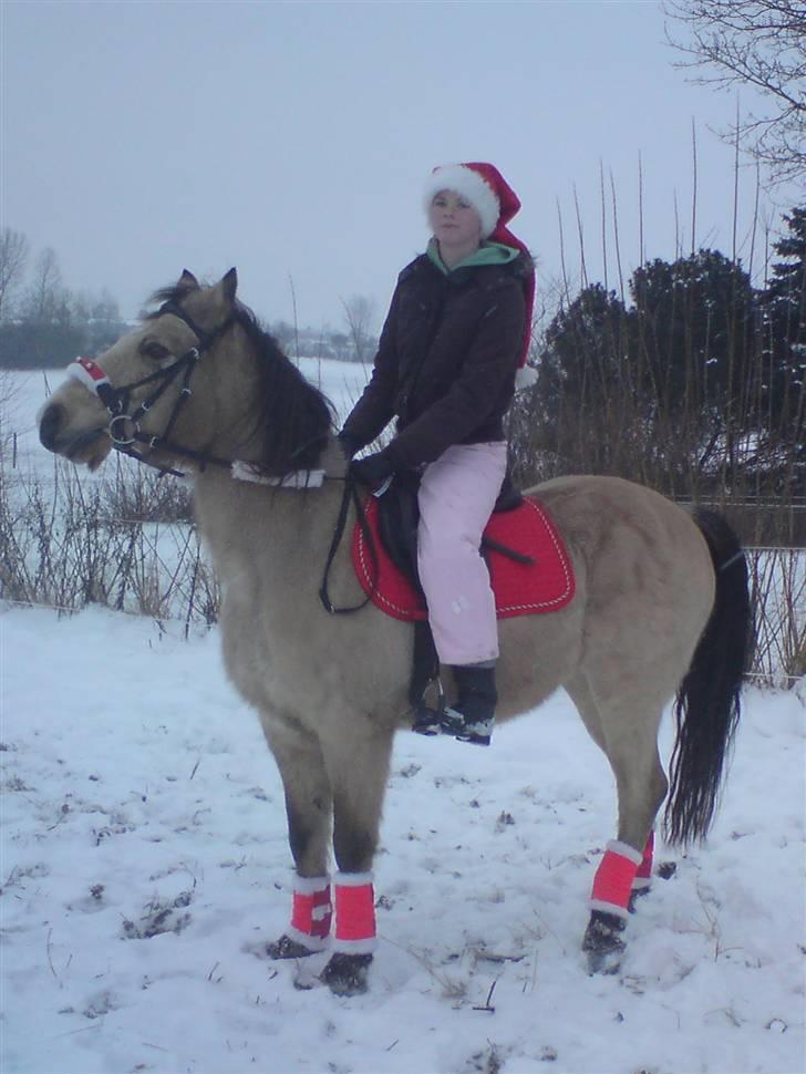 Connemara Oliver - Oliver i julekostume. December 09 Foto: Mor billede 3