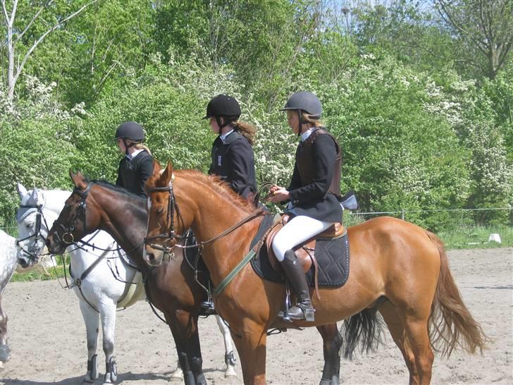 Anden særlig race Hannibal **Solgt** /: billede 19