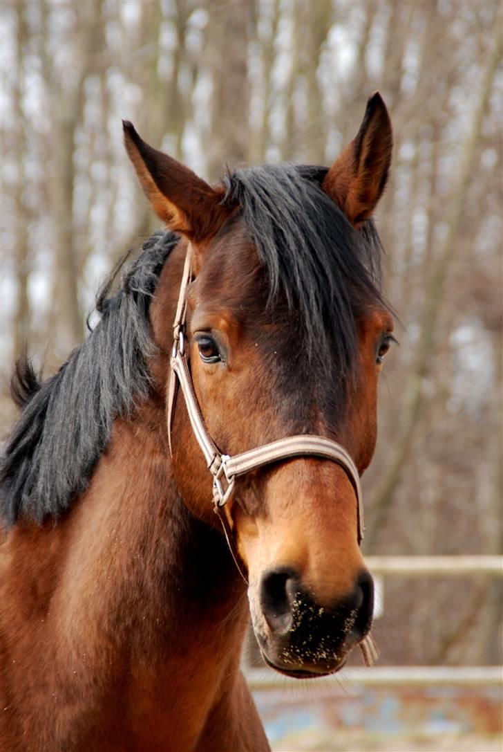 Dansk Varmblod Facit - 1) Franken 2. april 2010 billede 1