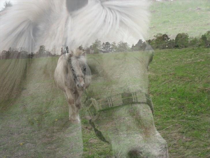 Shetlænder Sputte Gamle Part. - velkommen til sputtes profil billede 1