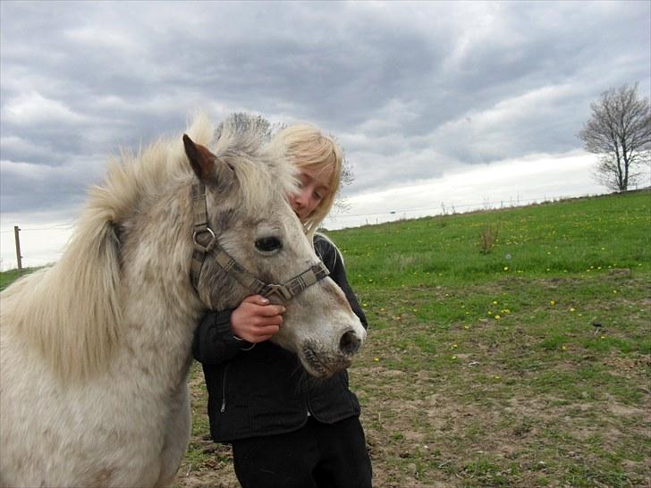 Shetlænder Sputte Gamle Part. billede 2