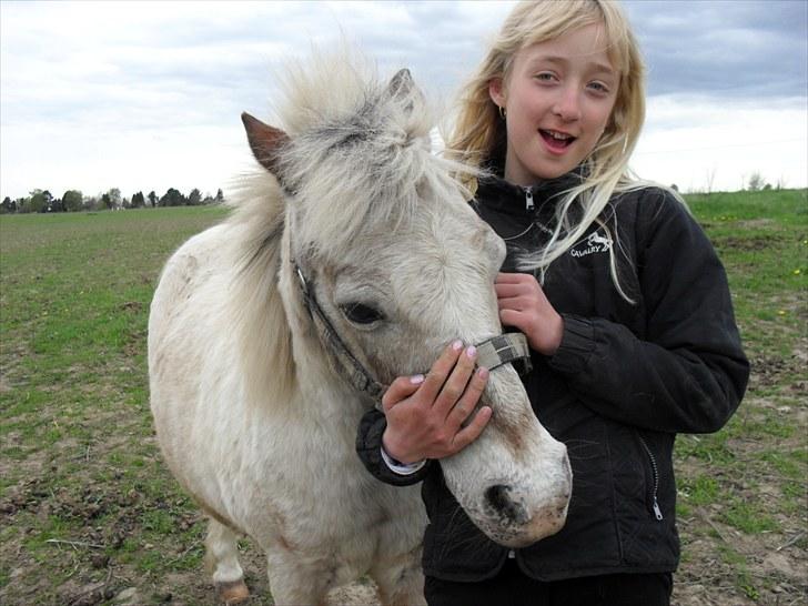 Shetlænder Sputte Gamle Part. billede 3
