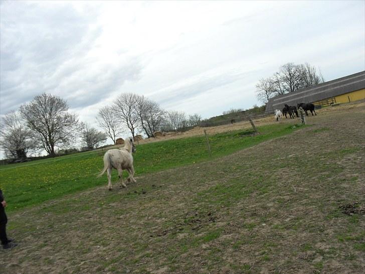 Shetlænder Sputte Gamle Part. billede 4