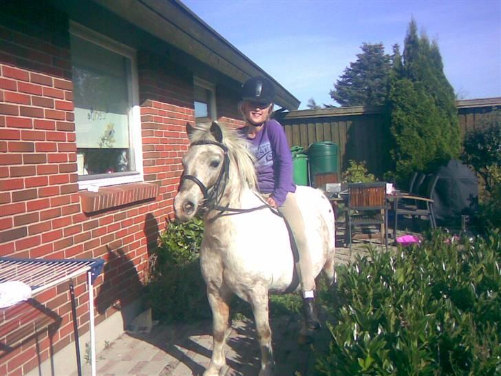 Shetlænder Sputte Gamle Part. billede 5