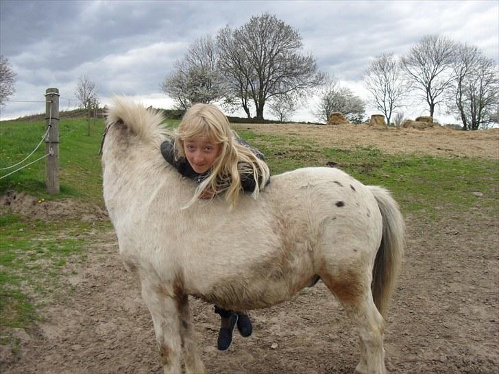 Shetlænder Sputte Gamle Part. billede 6