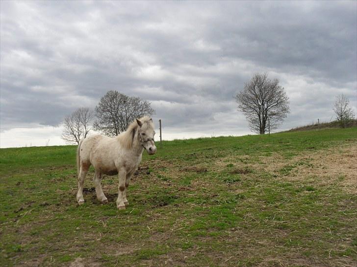 Shetlænder Sputte Gamle Part. billede 7