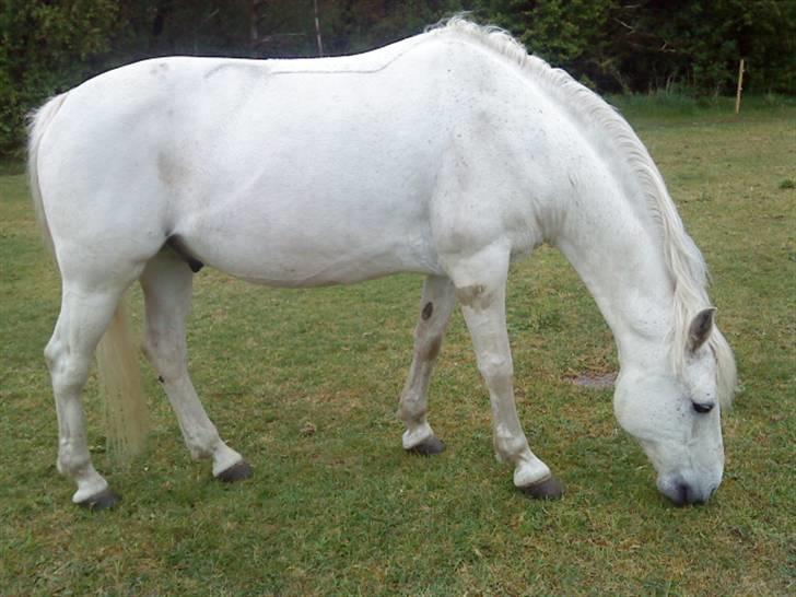 Connemara Vendelbo's Gypsy - En smuk pony spiser græs billede 6