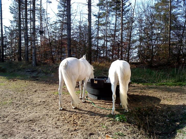 Connemara Vendelbo's Gypsy - Gypsy, og min søsters pony, de ligner brødere, men er det ikk d: billede 9