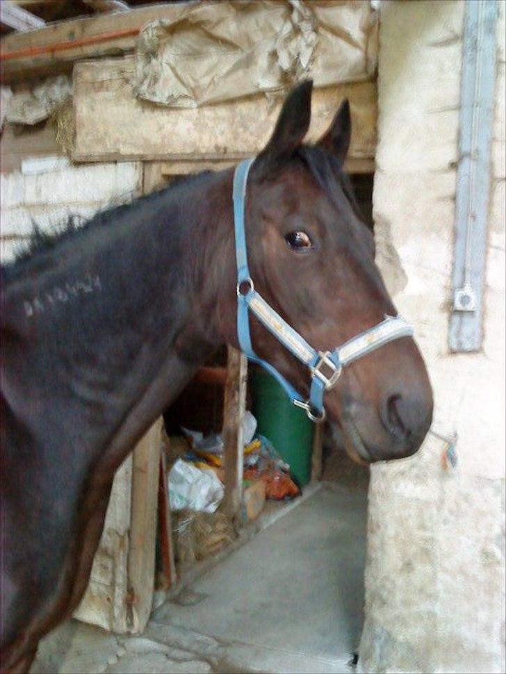 Traver Ibrahim Grau (byttet)  :( billede 1