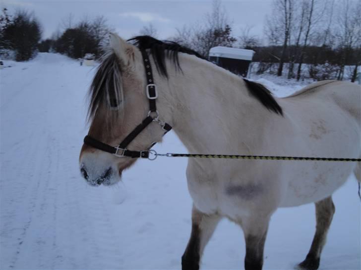 Fjordhest Bessa billede 1