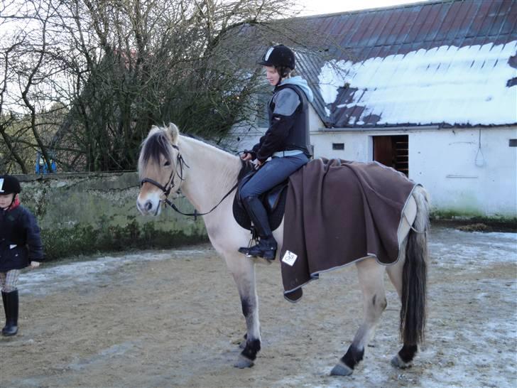 Fjordhest Bessa - julestævne BOS billede 2