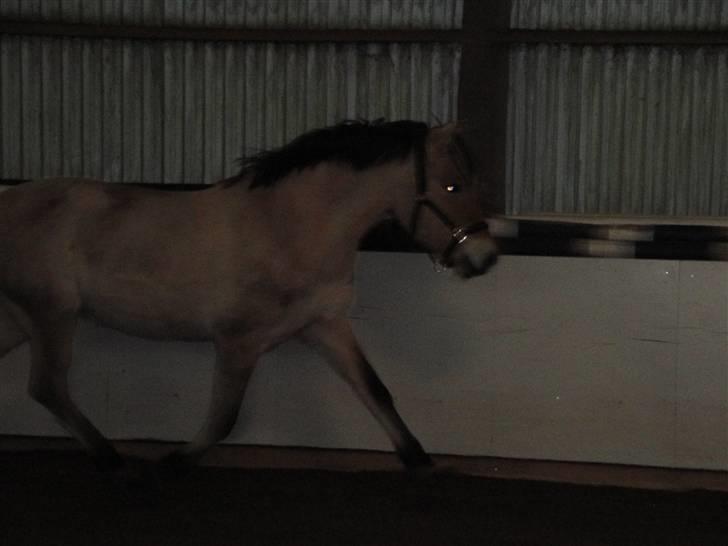 Fjordhest Bessa billede 3