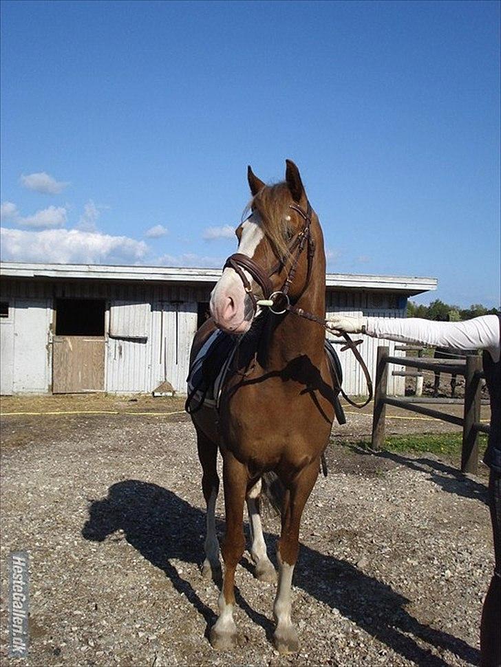 Welsh Cob (sec D) Khesjans Kandi Man - lækre smækre kandi-dreng billede 2