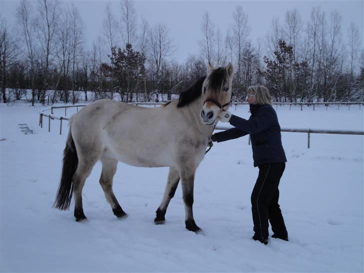 Fjordhest Bessa - min mor havde lidt svært ved at få hende til at stå stille;P billede 4