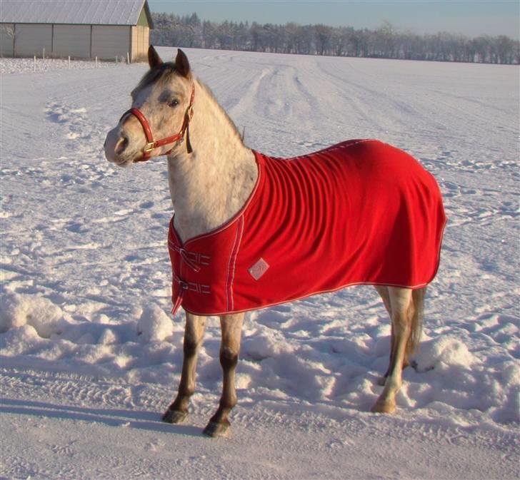 Anden særlig race Quality Amanda billede 13