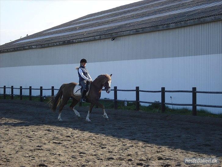 Welsh Cob (sec D) Khesjans Kandi Man - phift... lækker... billede 3