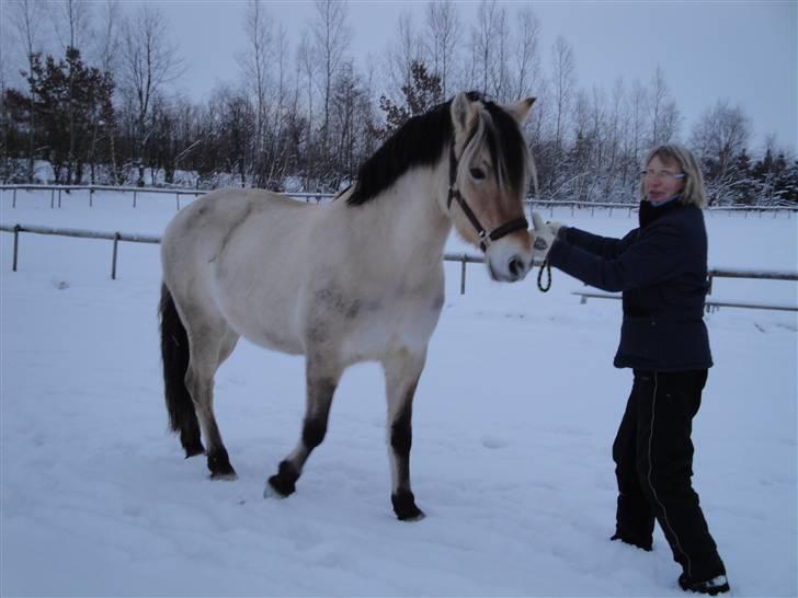 Fjordhest Bessa billede 5
