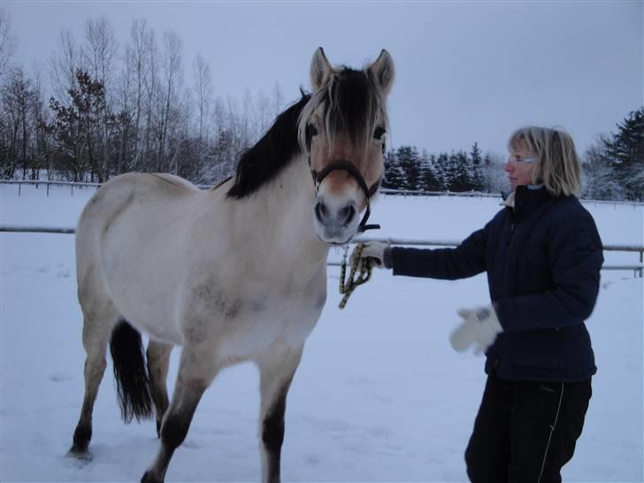 Fjordhest Bessa billede 6