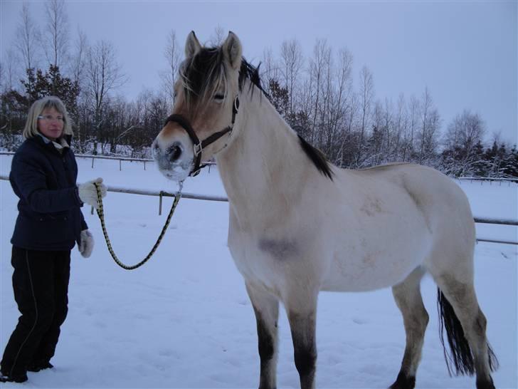 Fjordhest Bessa billede 7