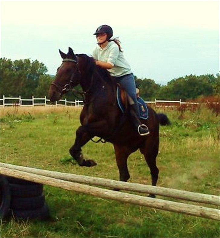 Traver Ibrahim Grau (byttet)  :( - 75cm og oxer han ku godt ha klaret 90 oxer når han nu er igang billede 2