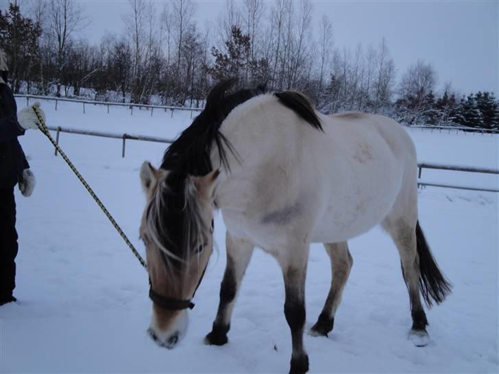 Fjordhest Bessa billede 8