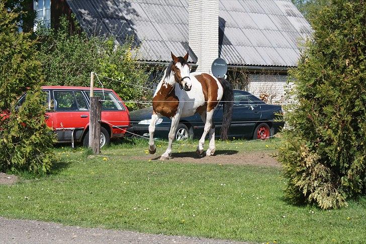 Pinto Painted Destiny - 2/511 billede 18