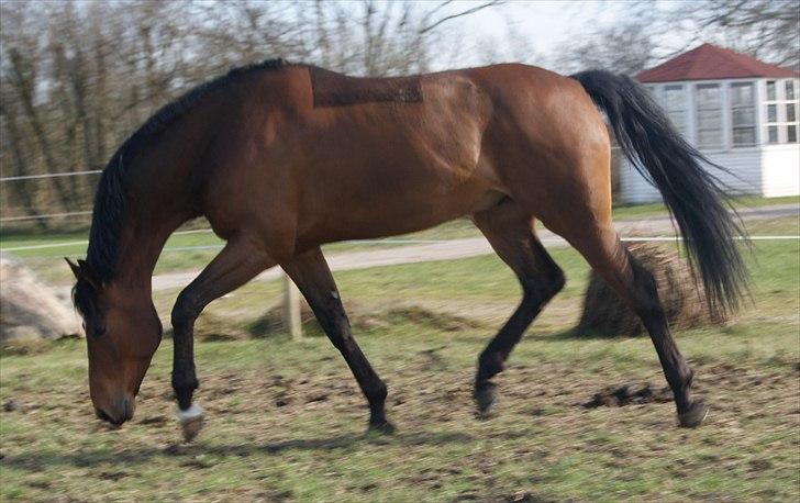 Dansk Varmblod Gørklintgårds Sandor - 01-07-2010 billede 5