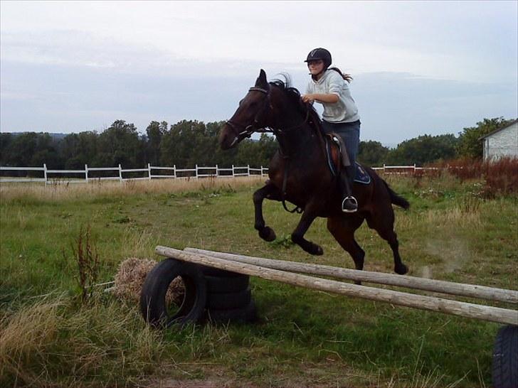 Traver Ibrahim Grau (byttet)  :( - 75cm og oxer billede 3