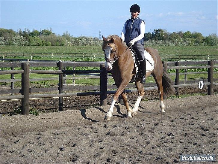 Welsh Cob (sec D) Khesjans Kandi Man - smukke billede 5