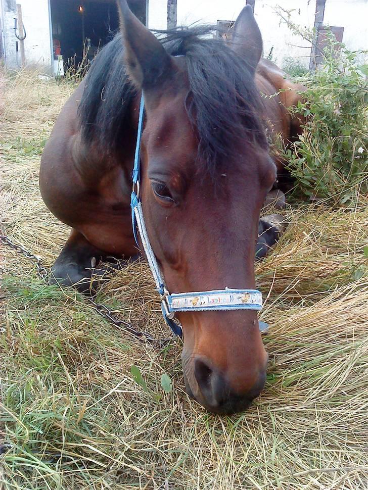 Traver Ibrahim Grau (byttet)  :( billede 5