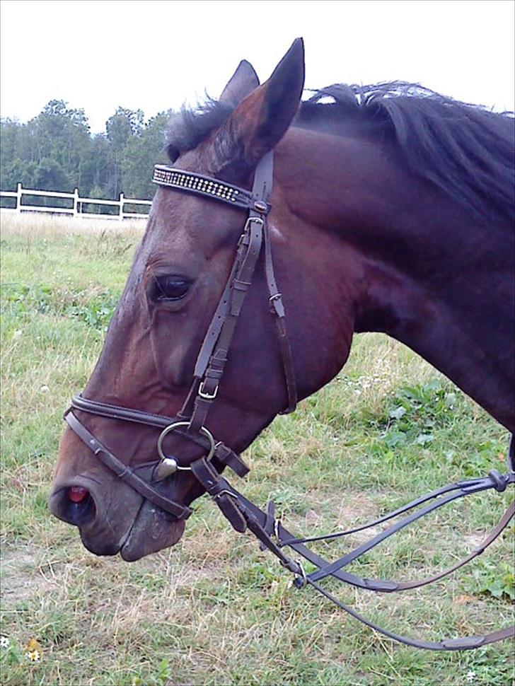 Traver Ibrahim Grau (byttet)  :( billede 6