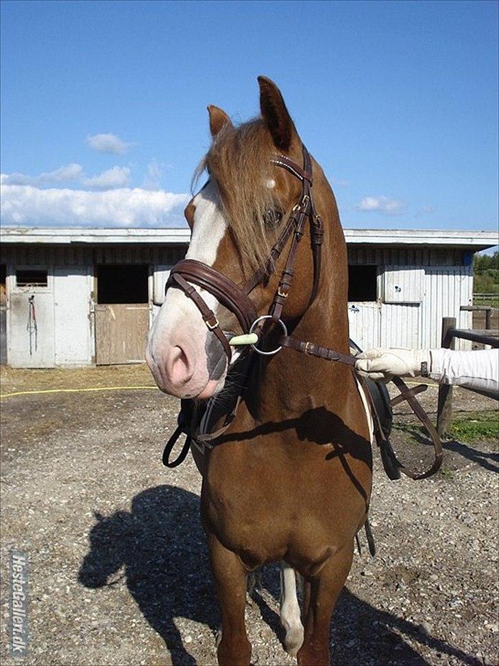 Welsh Cob (sec D) Khesjans Kandi Man billede 6