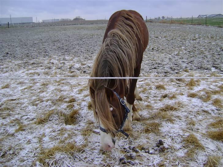 Welsh Cob (sec D) Khesjans Kandi Man - sådan så han ud, da jeg fik ham hjem... billede 7