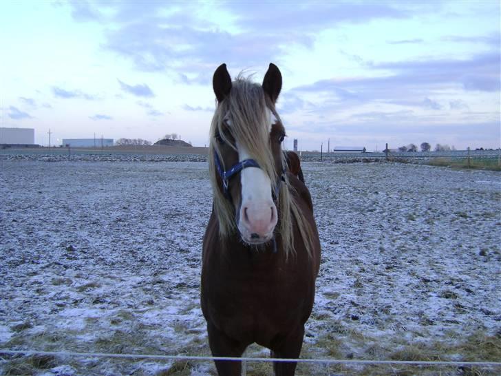 Welsh Cob (sec D) Khesjans Kandi Man billede 8