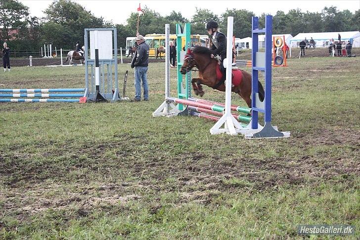 Shetlænder cookie - springer til ponyuge 2010 fik en 3. plads i le  billede 18