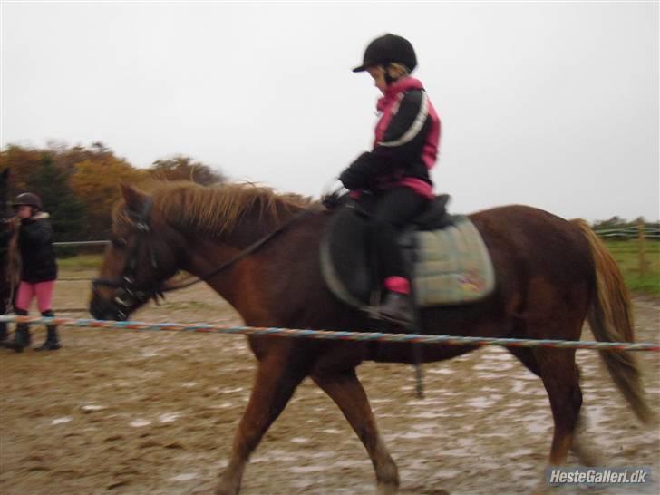 Anden særlig race lucas  billede 13