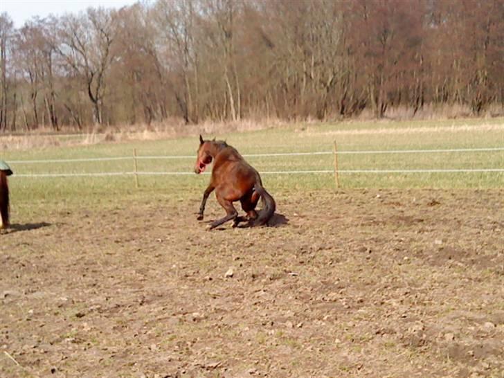 Traver April New SOLGT =( billede 13