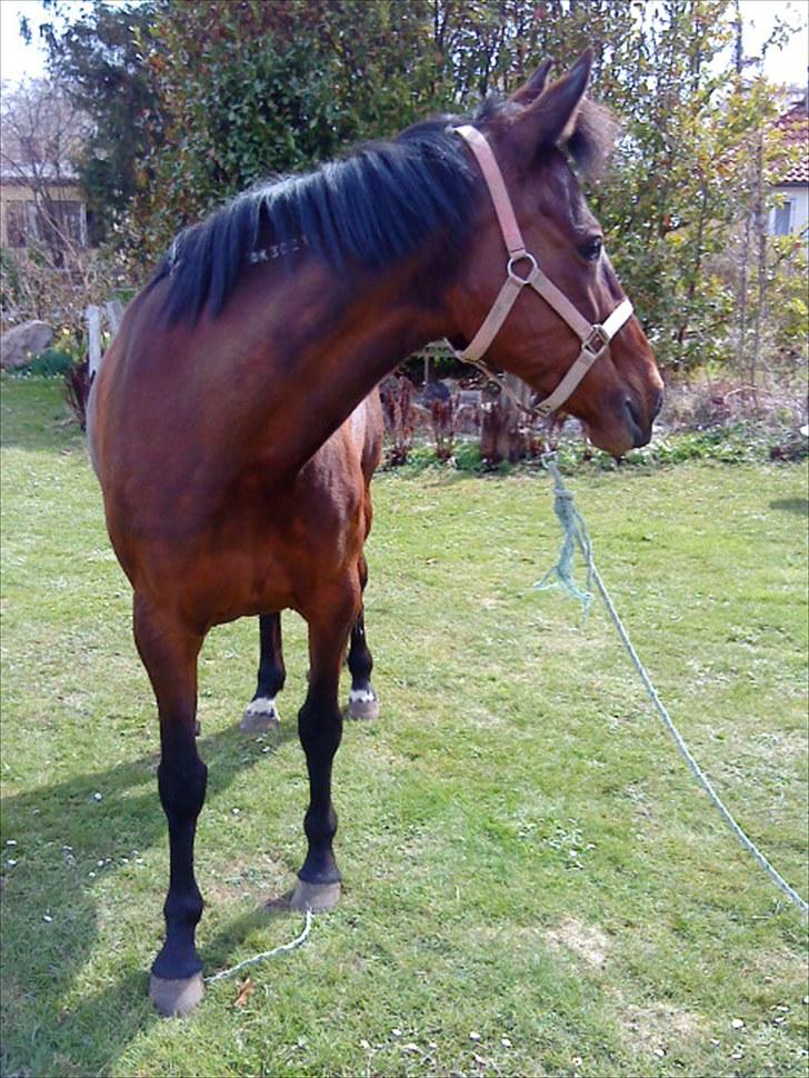 Traver April New SOLGT =( billede 14