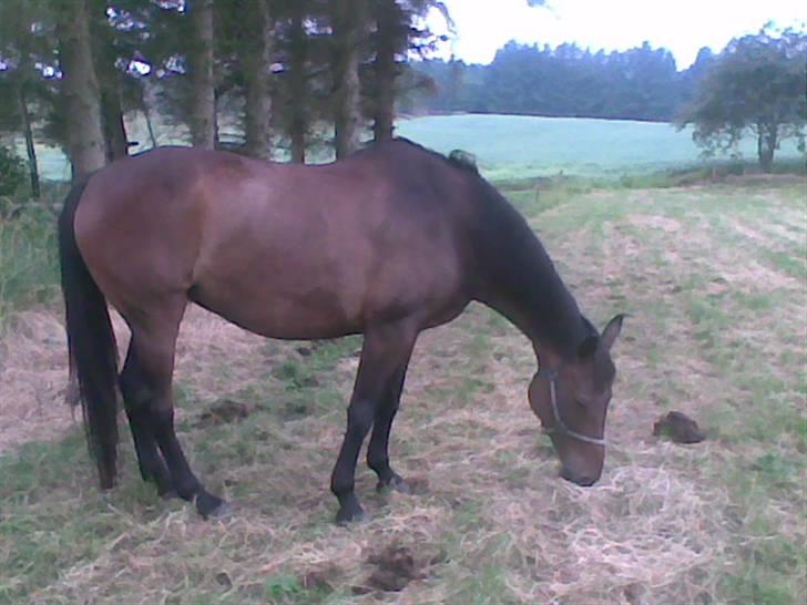 Dansk Varmblod lolitta skovgaard-solgt billede 1