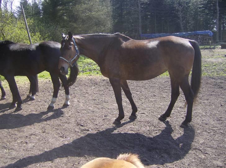 Dansk Varmblod lolitta skovgaard-solgt billede 2