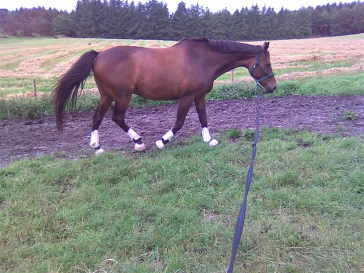 Dansk Varmblod lolitta skovgaard-solgt billede 3