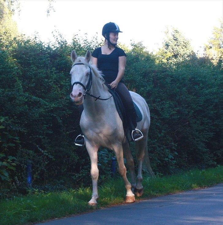 Palomino lucifer - ude på tur i sommerhus området.. billede 19